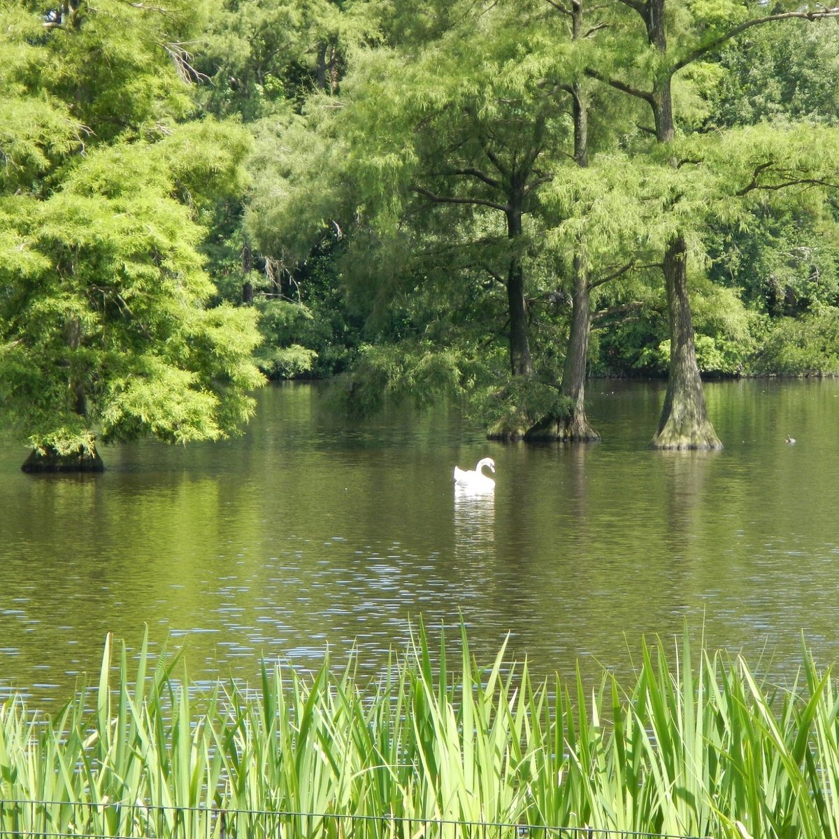 Swan Lake Iris Gardens (Sumter) 2021 What to Know Before You Go (with Swan Lake Iris Gardens (Sumter) 2021 What to Know Before You Go (with