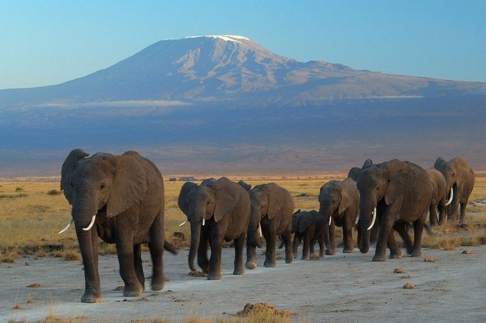 Elephant herd at Amboseli National Park, Kenya with a view of Mt. Kilimanjaro.