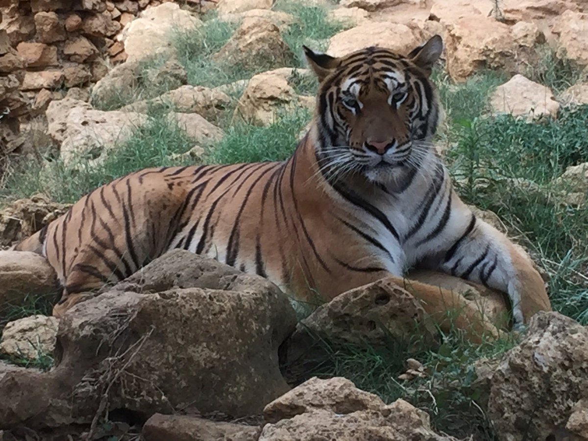 Castellar zoo sotogrande