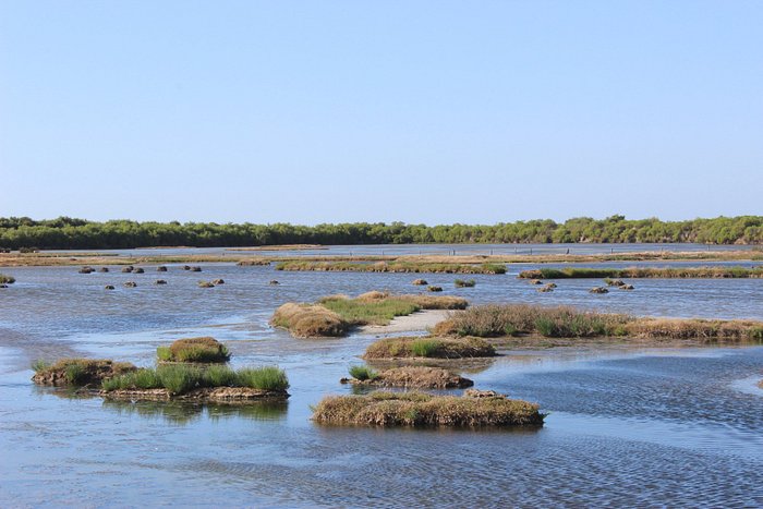 Die seichte Sumpflandschaft von Le Teich mit vielen kleinen Inseln