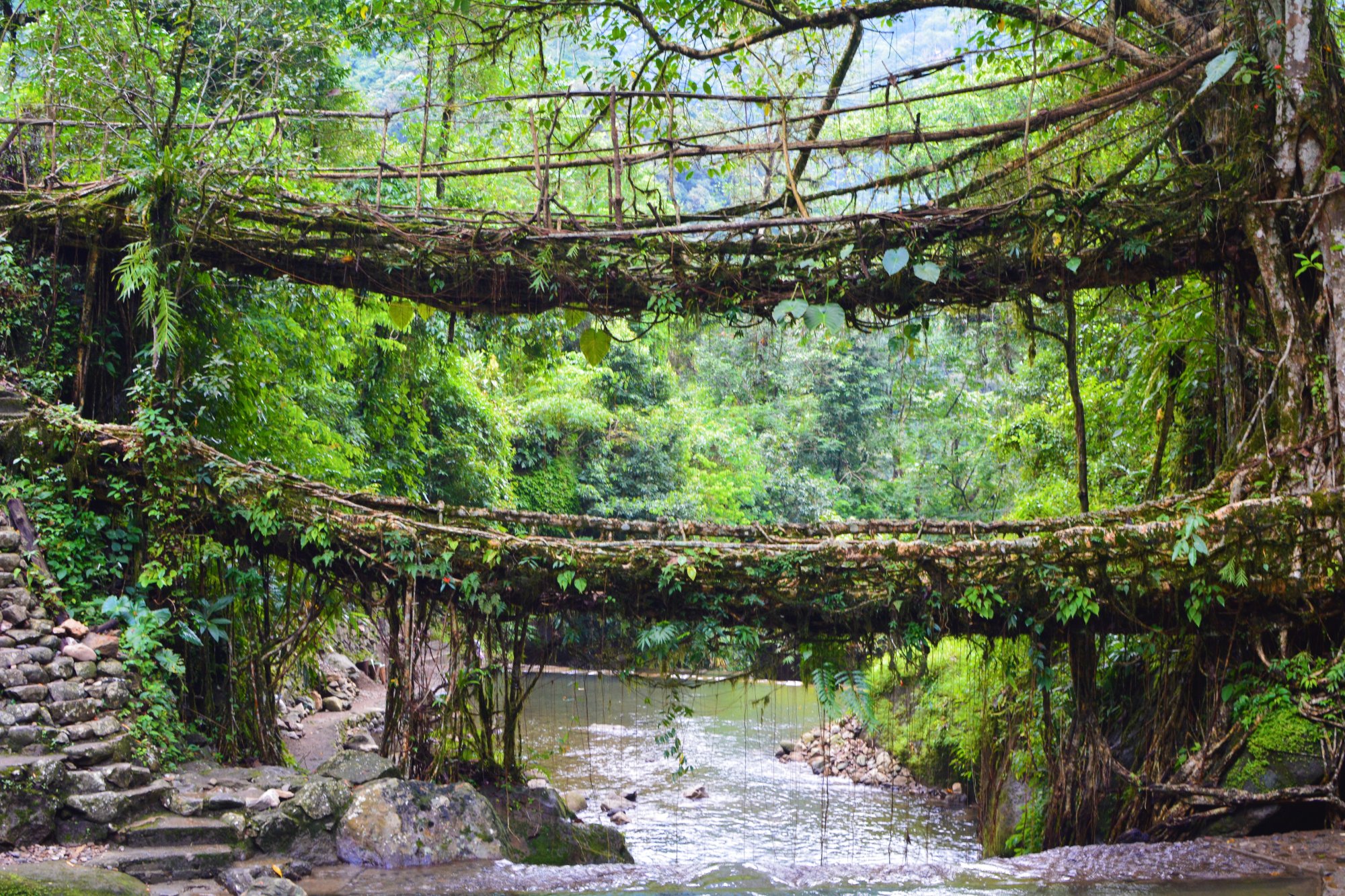 Double Decker Living Root Bridge Sohra All You Need to Know