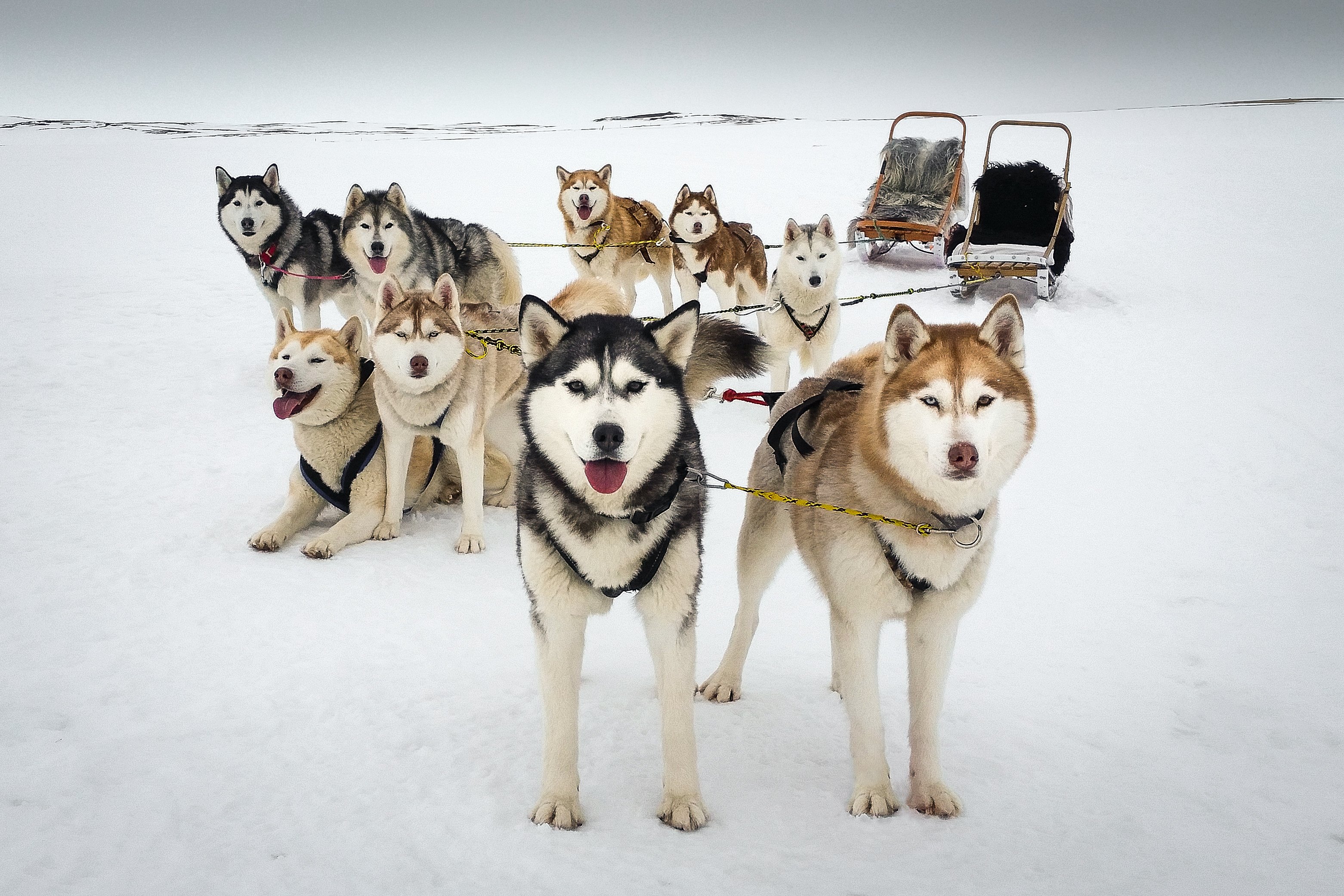 Sled best sale dogs snow