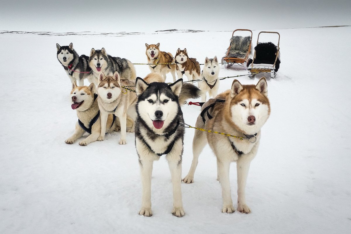 what dogs are in snow dogs