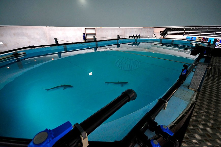 Life Fish Station - Porto Pim Aquarium image