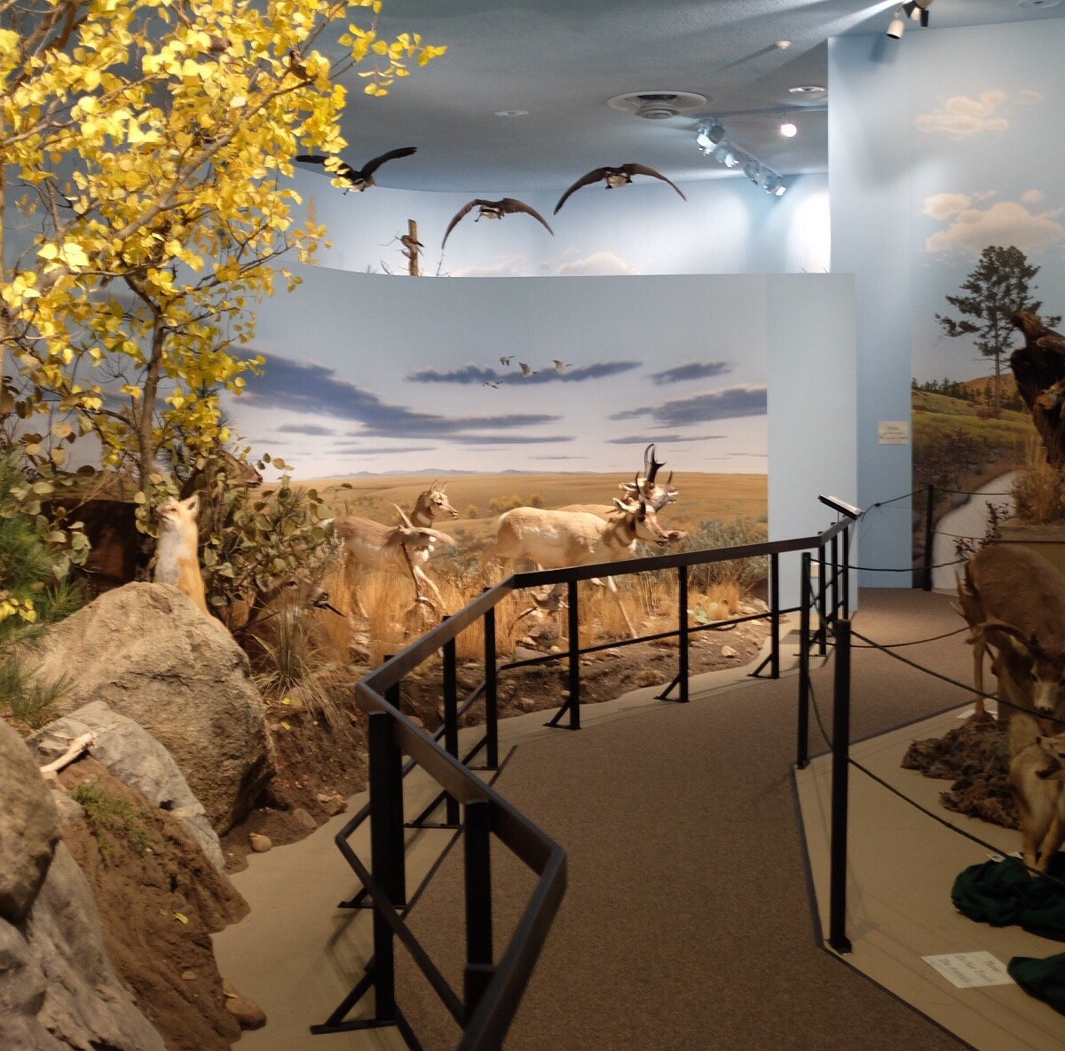 Lindsay wildlife museum