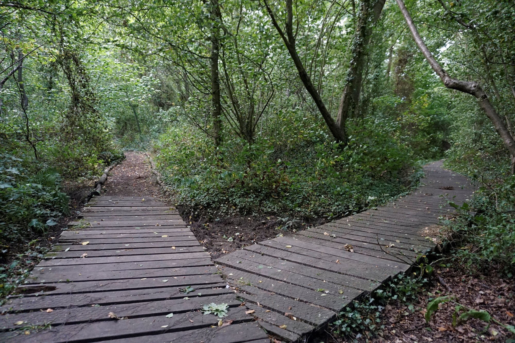 Beacon Wood Country Park (Dartford) - 2022 Alles Wat U Moet Weten ...