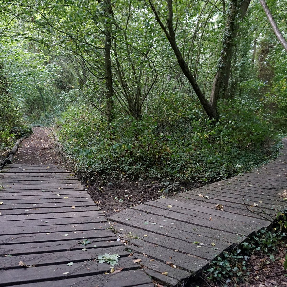 are dogs allowed at birdsong nature trails orchard park