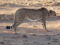 Carnet de Conservation : Meeting the Namib cheetahs — IZW Cheetah Research  Project