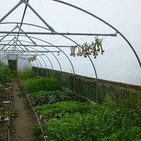 inside a polytunnel