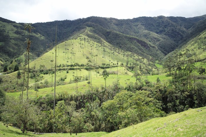 Corcoran valley, bamboo forest, coffee and cacao