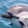 Dolphin-Safari