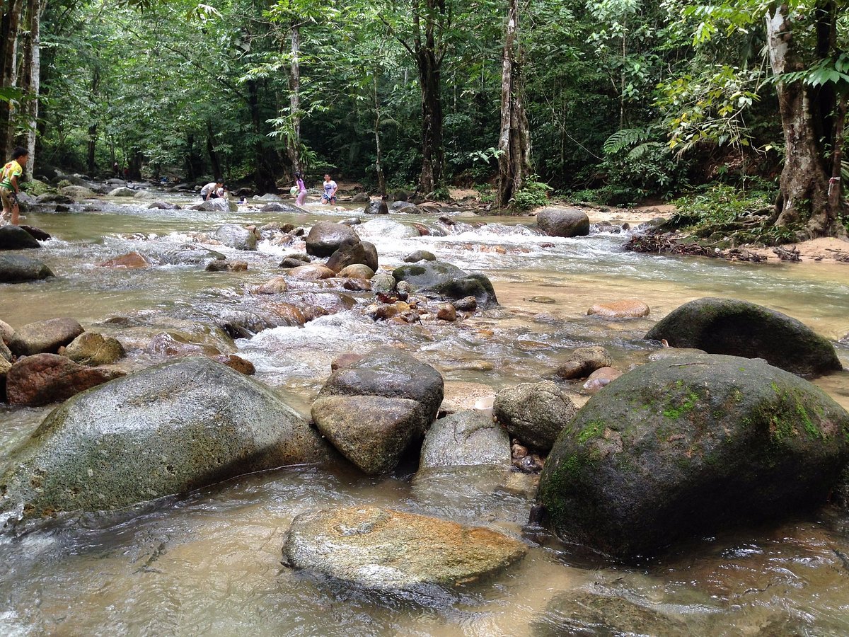 Peat swamp forest stream, Sungai Tua, Selangor, Malaysia – BAP