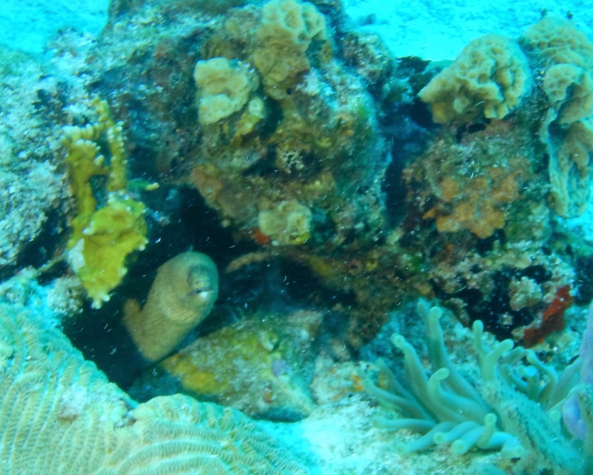 PARADISE (PARAISO) REEF (Cozumel) - All You Need to Know BEFORE You Go