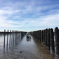 Les fameux bouchots des moules de bouchots du Skipper...