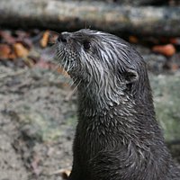 Otter im SEA LIFE Timmendorfer Strand