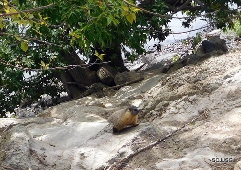 The little resident