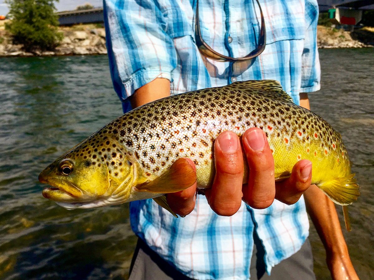Montana Trout Wranglers - Chasing Seasons: When and Where to Fly