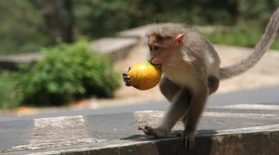 Monkey