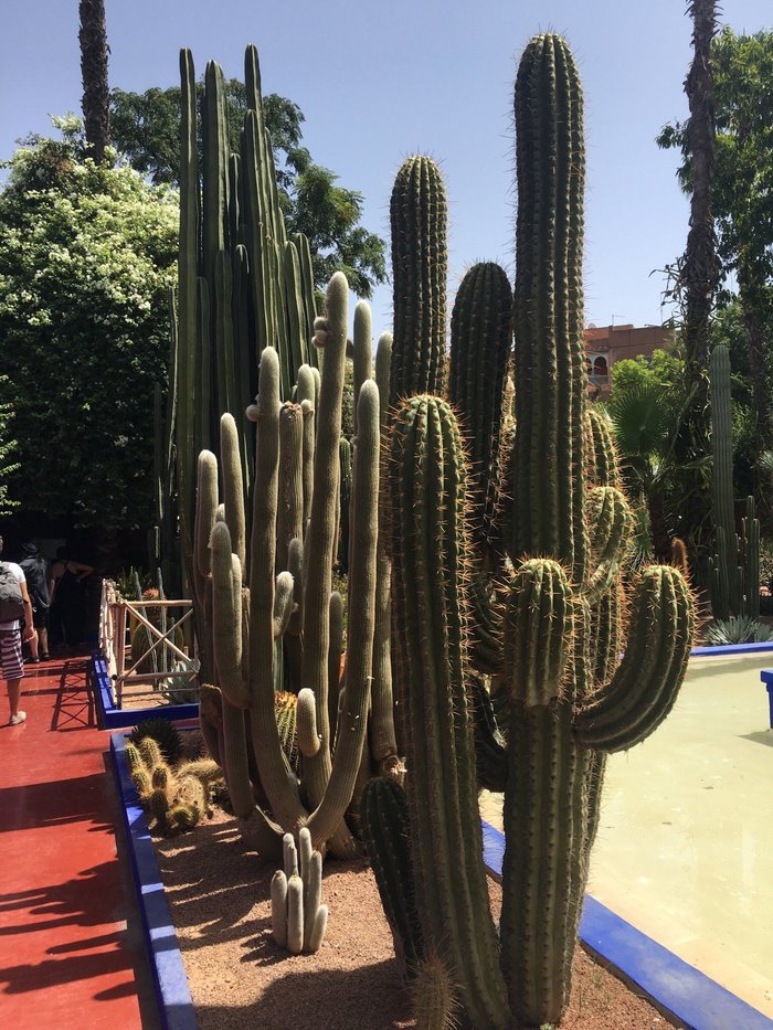 Imagen 3 de Riad Majorelle