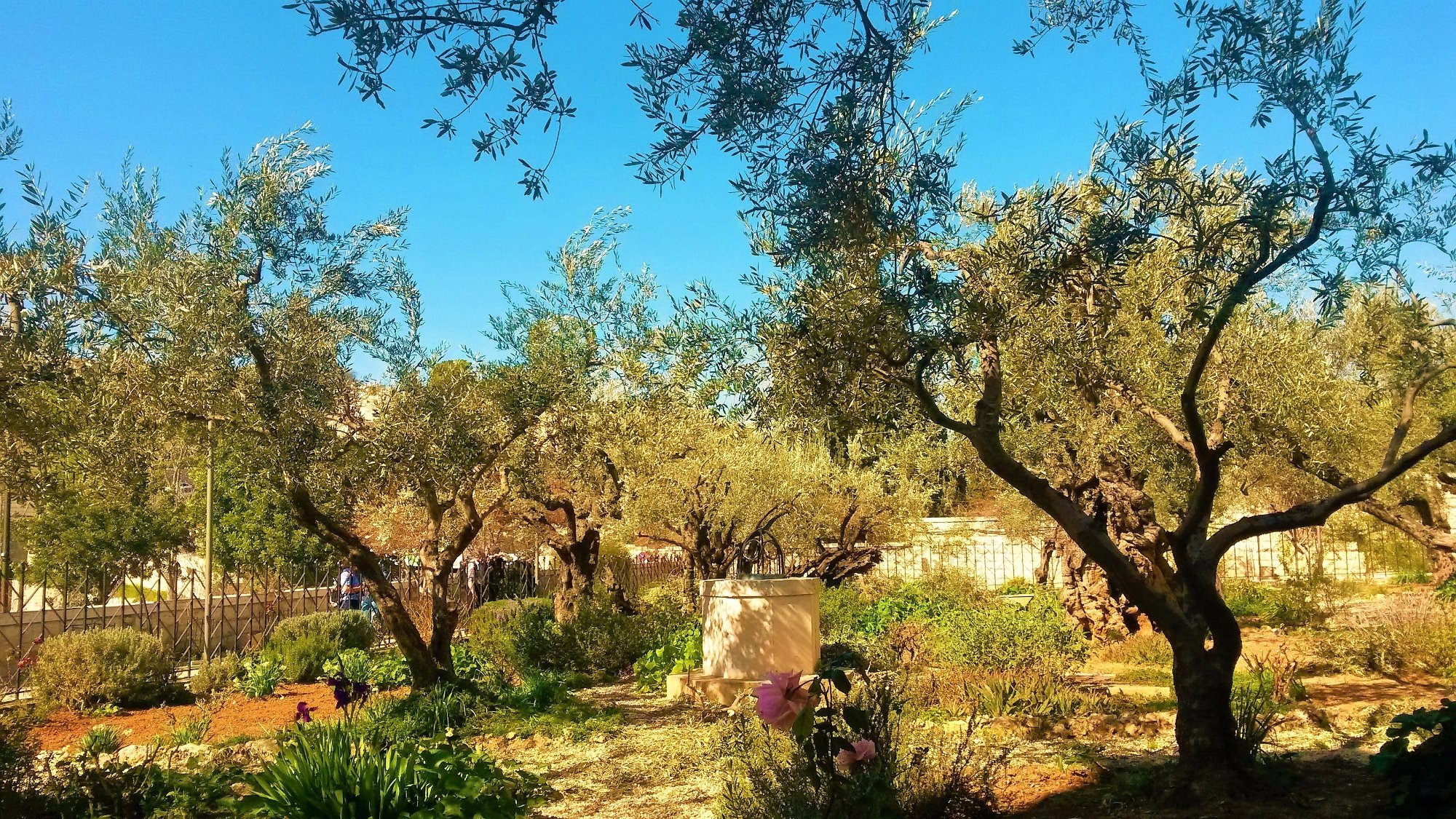 GARDEN OF GETHSEMANE J Rusalem Ce Qu Il Faut Savoir   Vue D Ensemble 