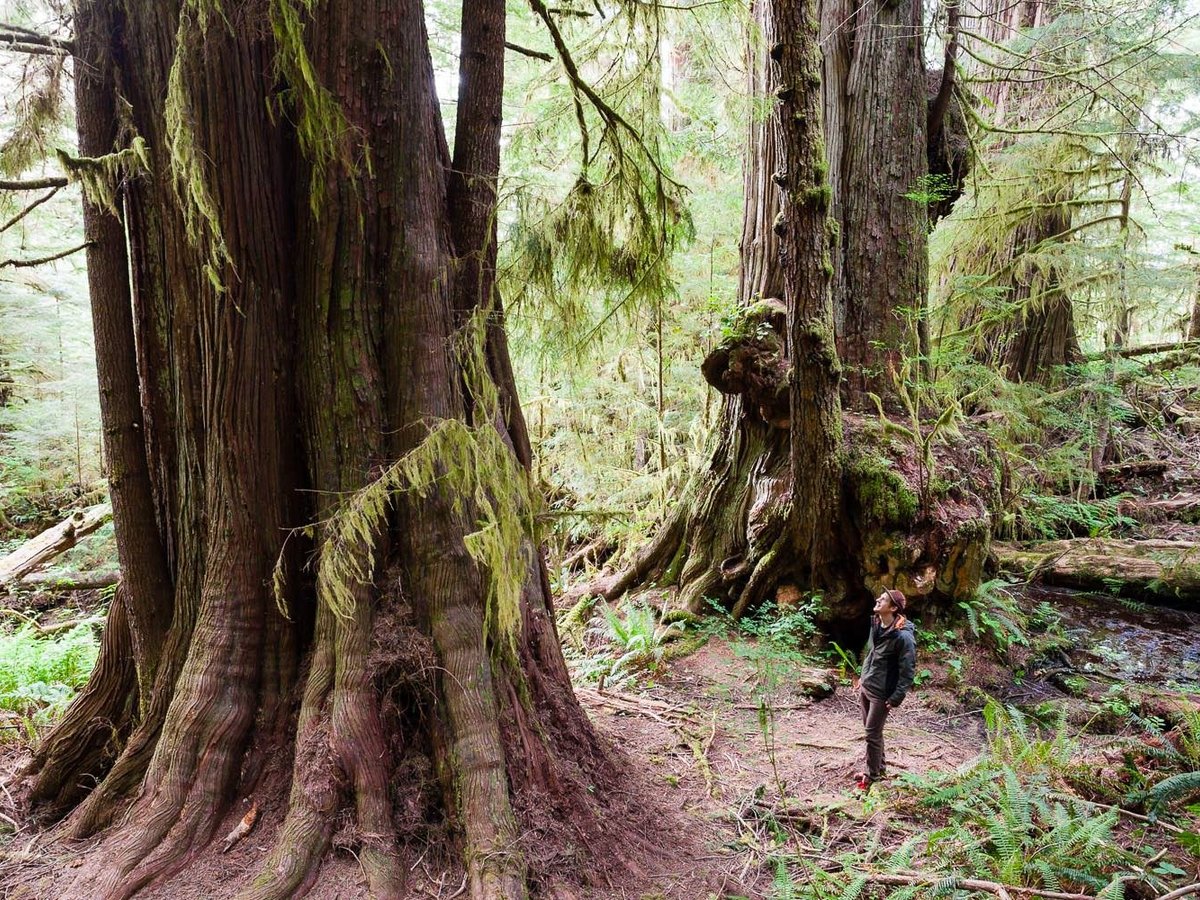 Big Tree Tours - All You Need to Know BEFORE You Go (2024)