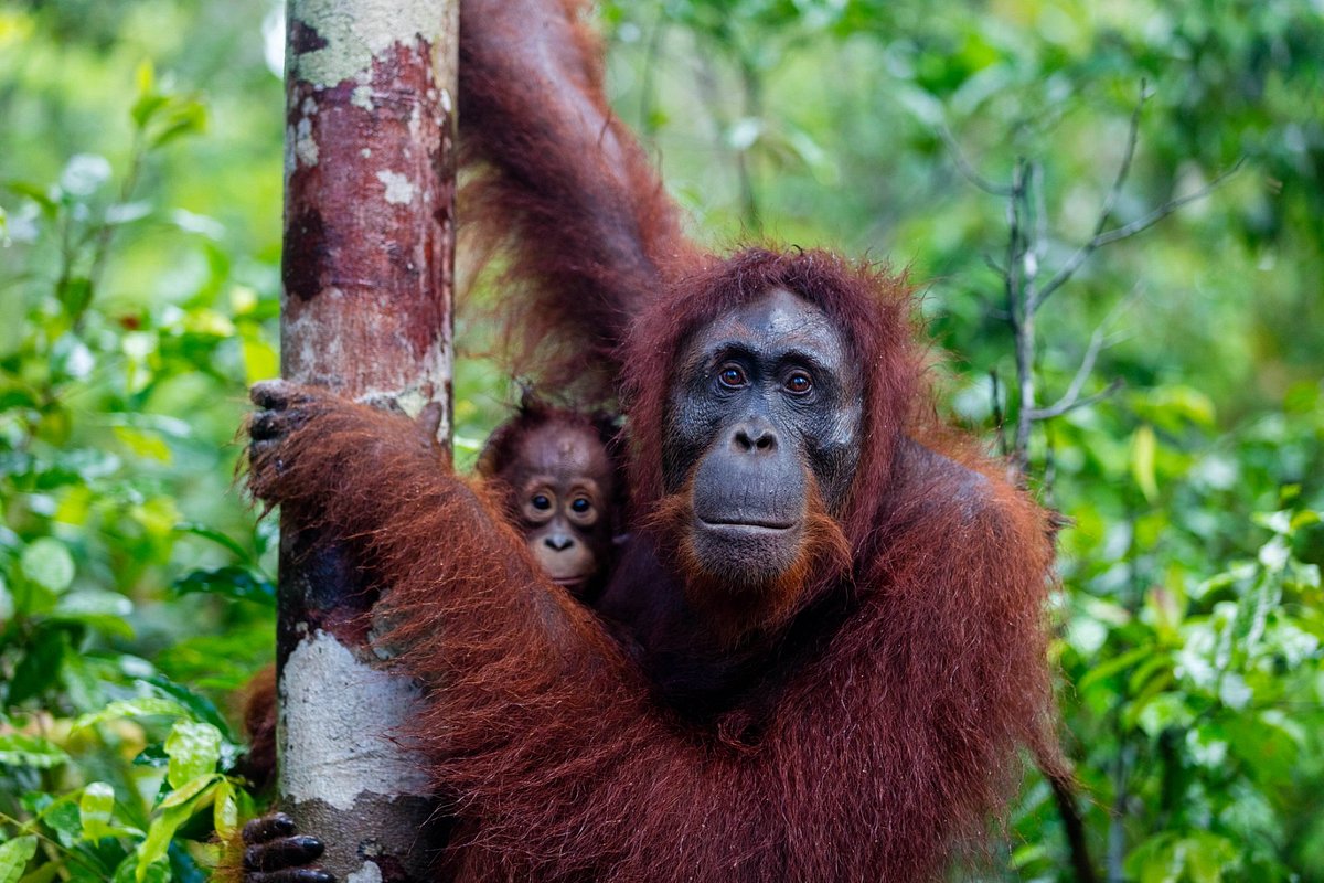 Tanjung Puting National Park, Центральный Калимантан: лучшие советы перед  посещением - Tripadvisor