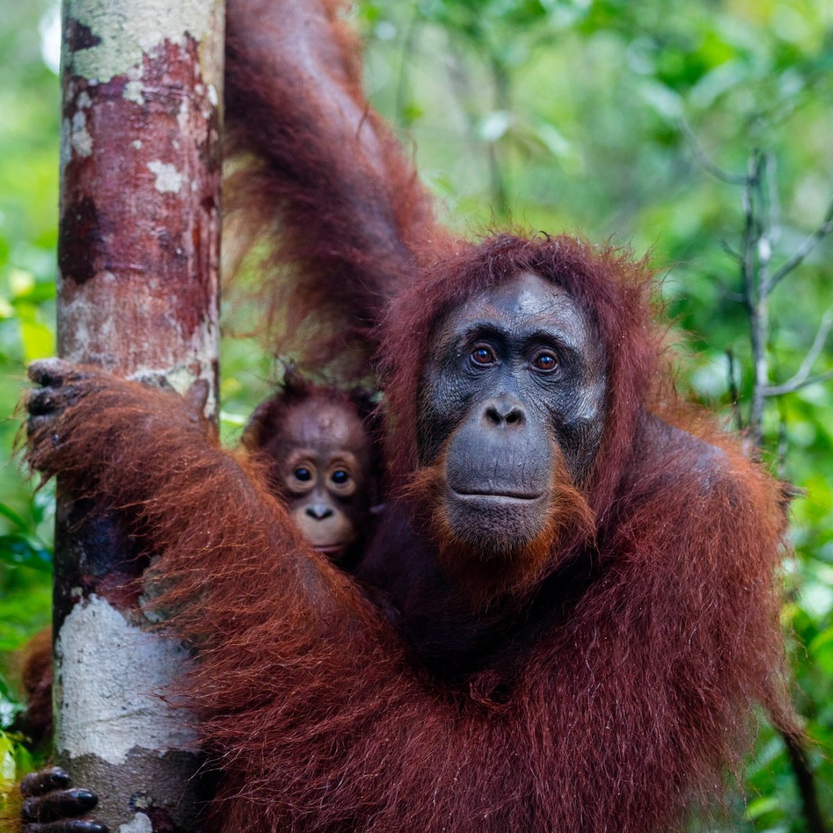 Tanjung Puting National Park, Центральный Калимантан: лучшие советы перед  посещением - Tripadvisor