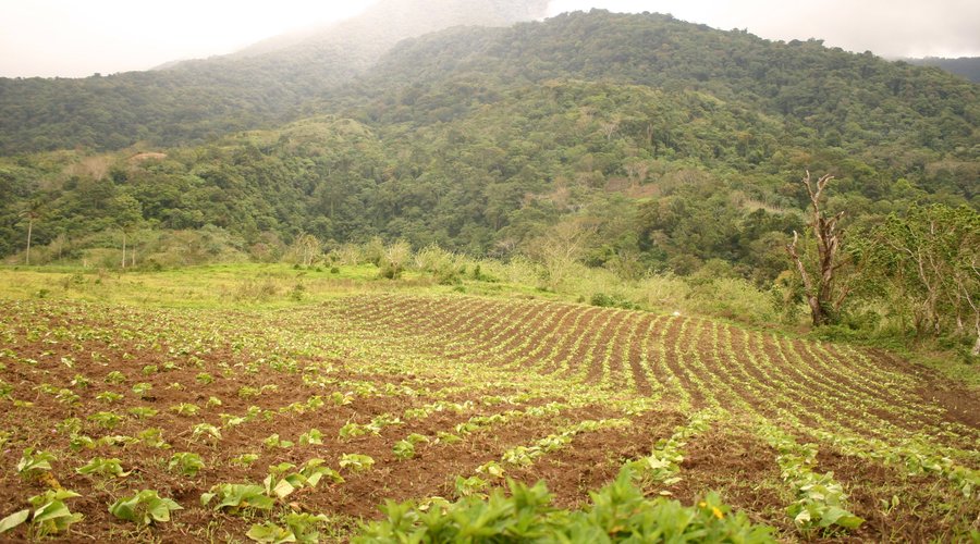 Upland Farm