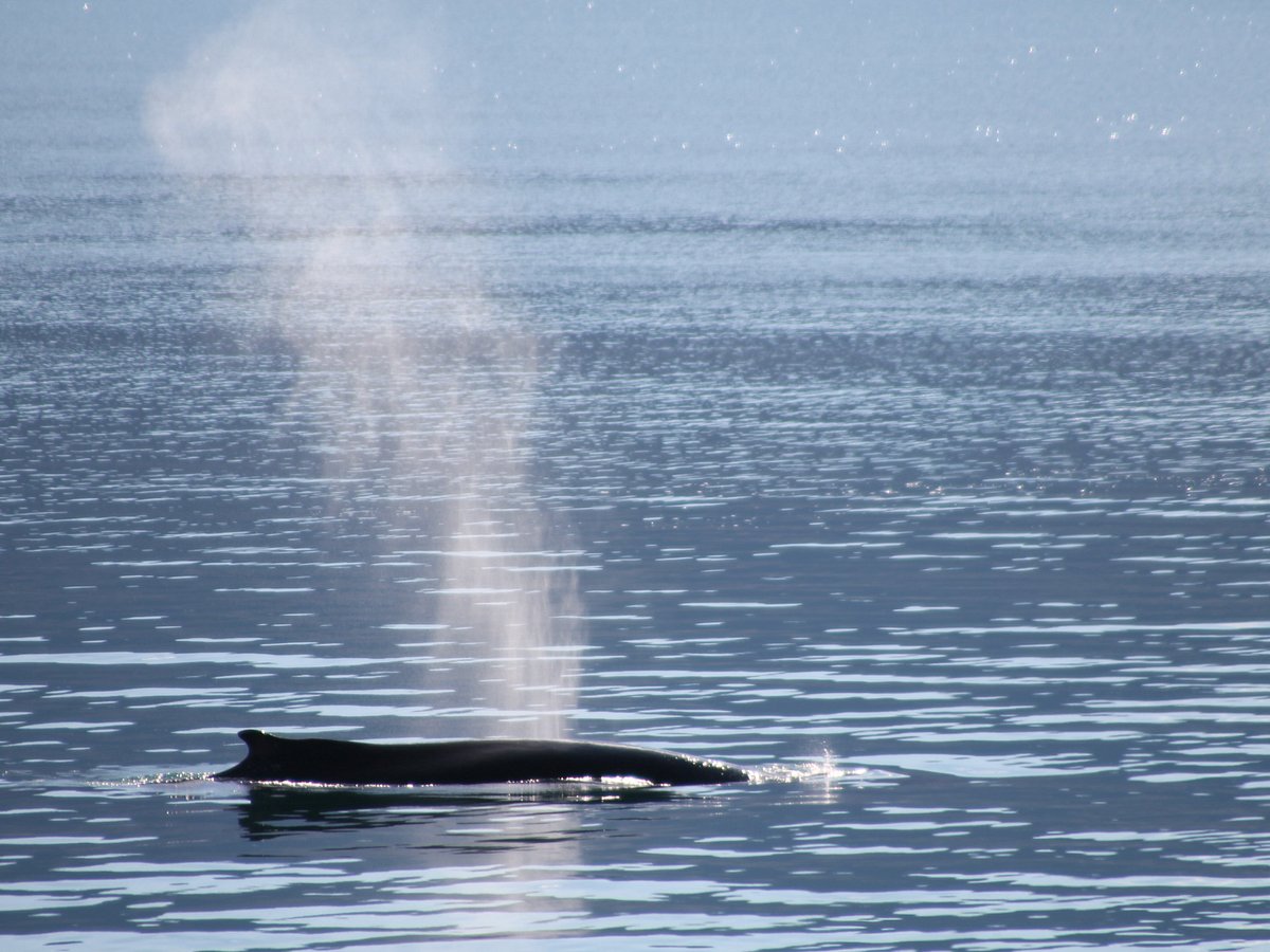 Elding Whale Watching Akureyri - All You Need to Know BEFORE You Go