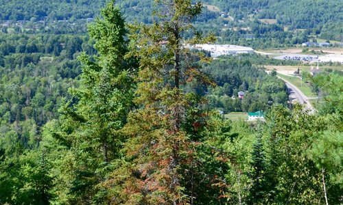 Trees on the edge of the cliff