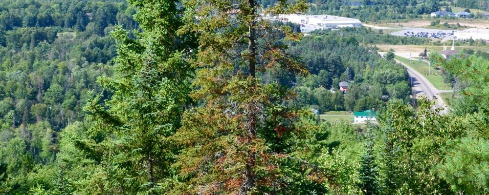 Trees on the edge of the cliff