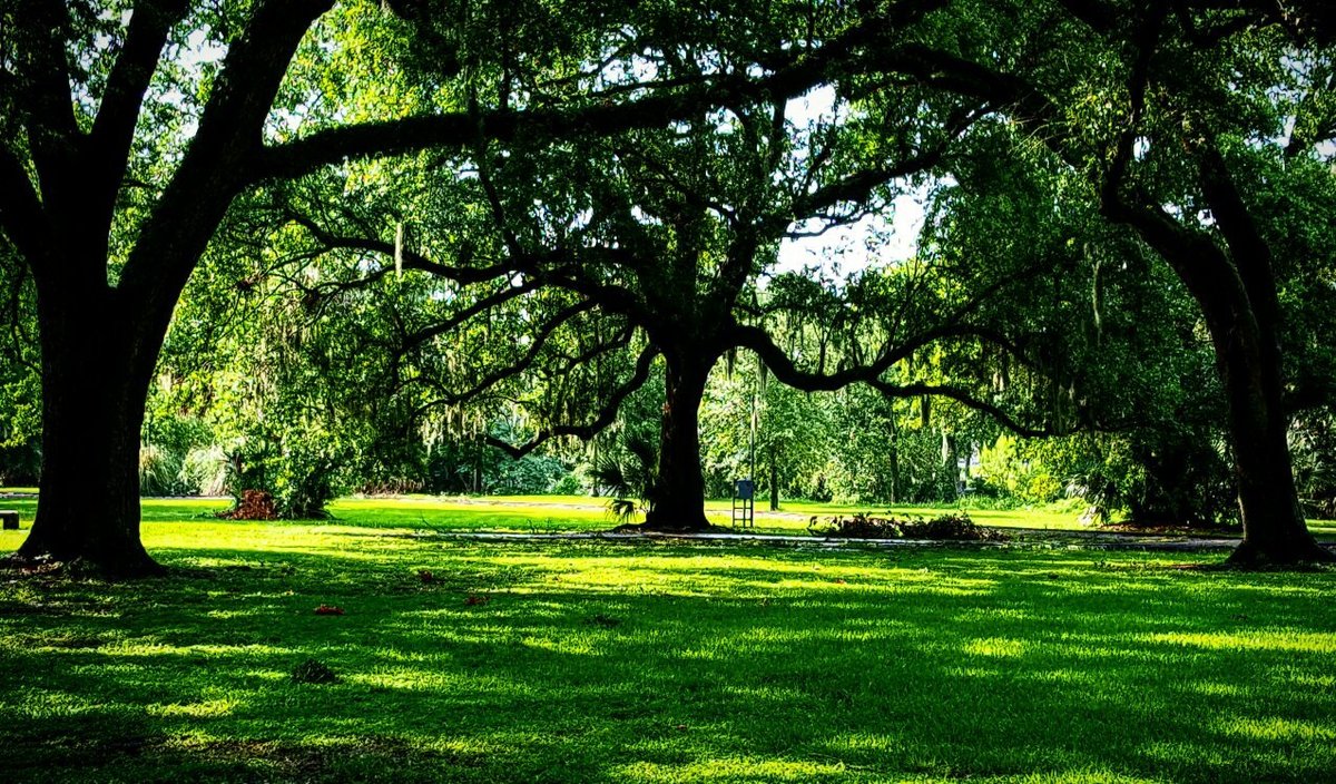 New Orleans City Park - All You Need to Know BEFORE You Go