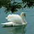 Swan L