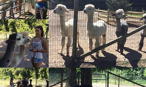 our visit to the alpaca farm