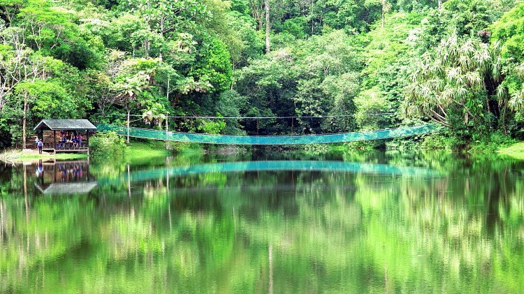 Sandakan Rainforest Discovery Centre (RDC) image