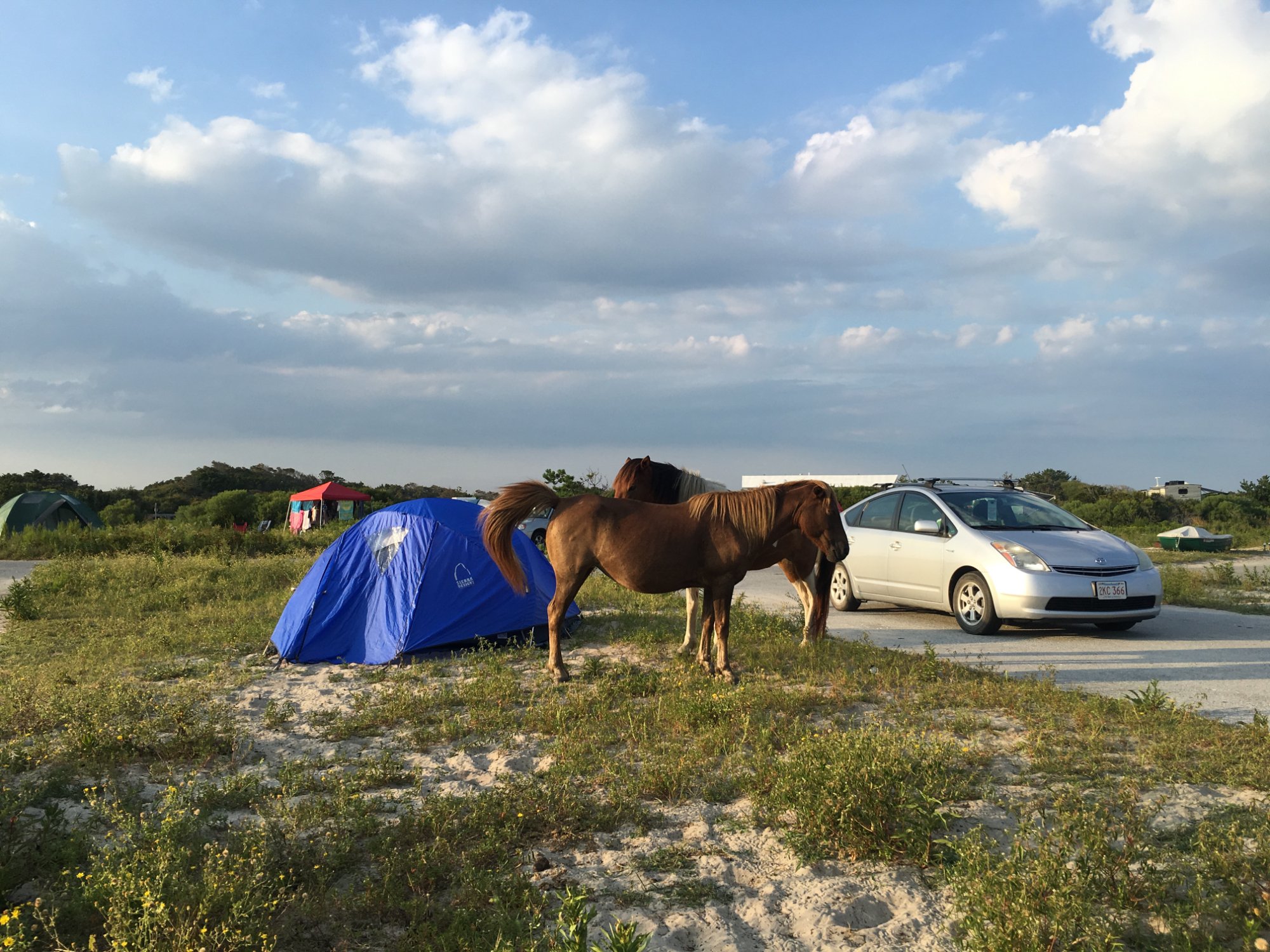 Assateague State Park Camping Rooms Pictures Reviews Tripadvisor   Campsite And Horses Hanging 