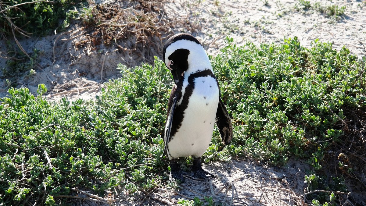 Penguin Diner (Day 5) Jogo do Restaurante dos Pinguins 