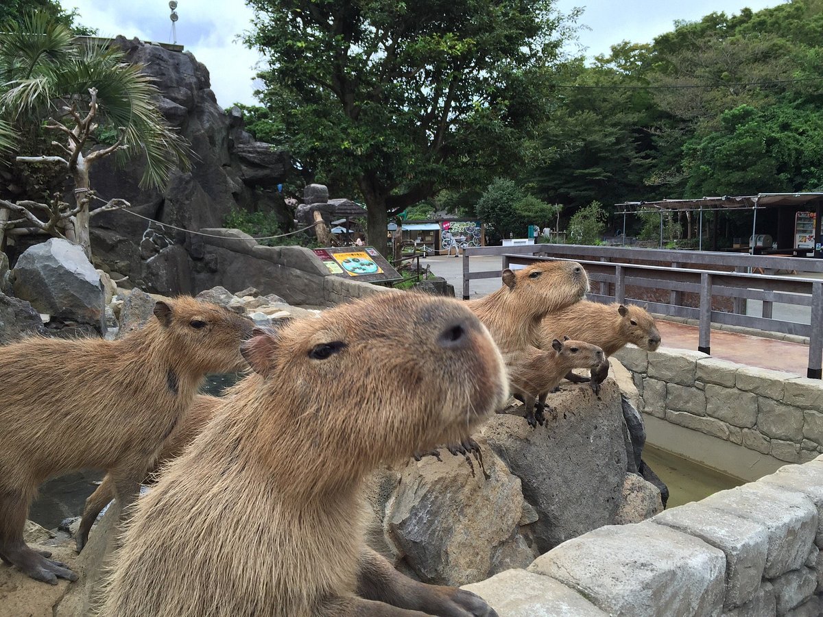 Izu Shaboten Zoo, Ито: лучшие советы перед посещением - Tripadvisor