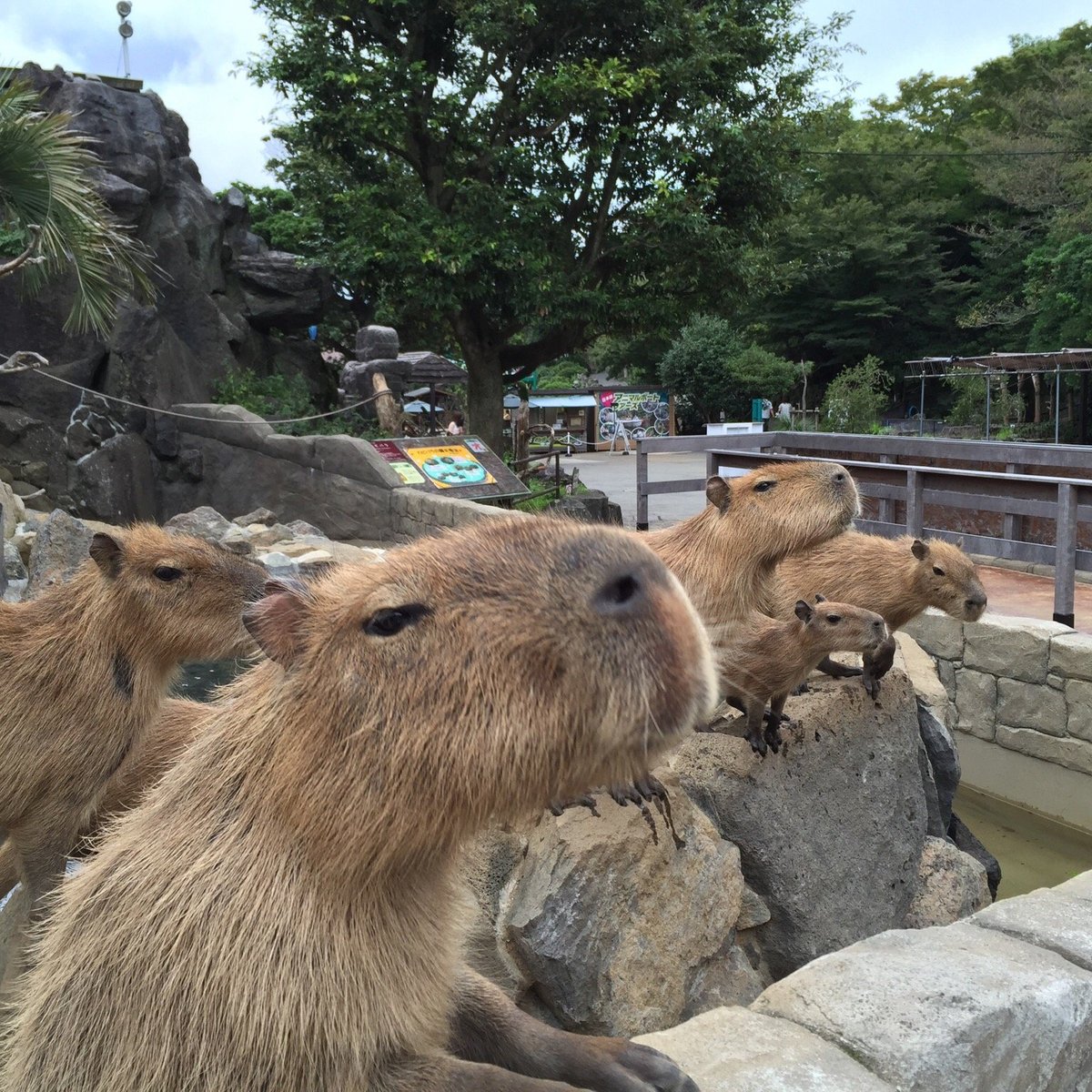 Izu Shaboten Zoo, Ито: лучшие советы перед посещением - Tripadvisor