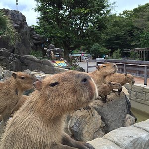 22年 伊東市で絶対外さないおすすめ観光スポットトップ10 定番から穴場まで トリップアドバイザー