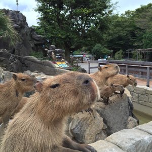 22年 伊東市で絶対外さないおすすめ観光スポットトップ10 定番から穴場まで トリップアドバイザー