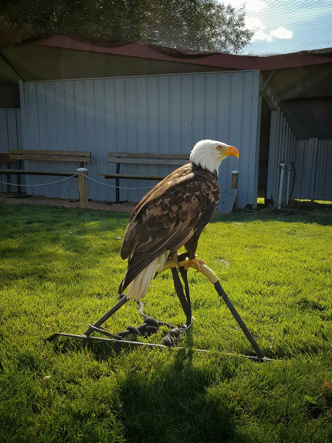 Alberta Birds of Prey Centre, Coaldale, Alberta