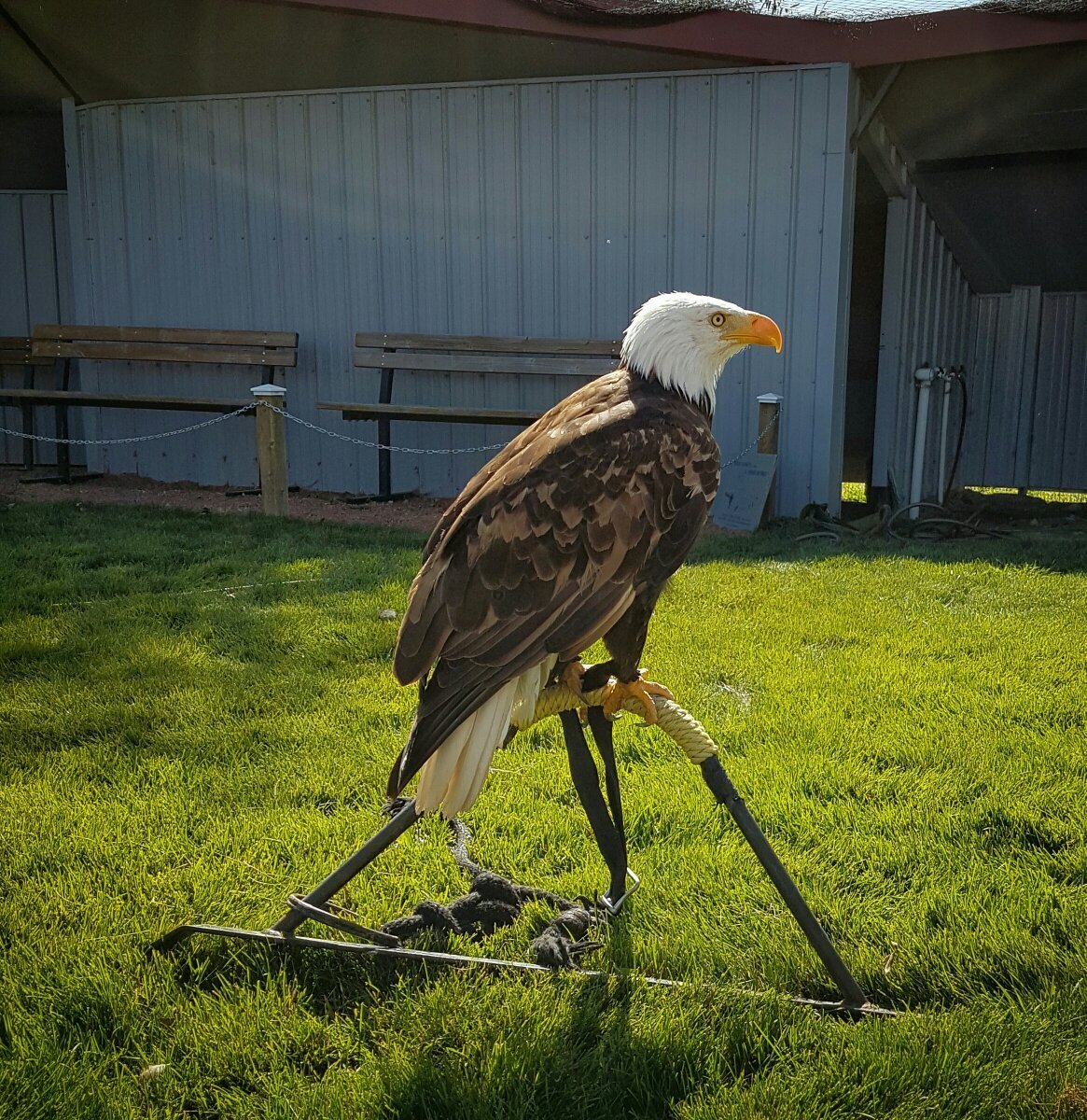 Alberta Birds of Prey Centre - Photo Journeys