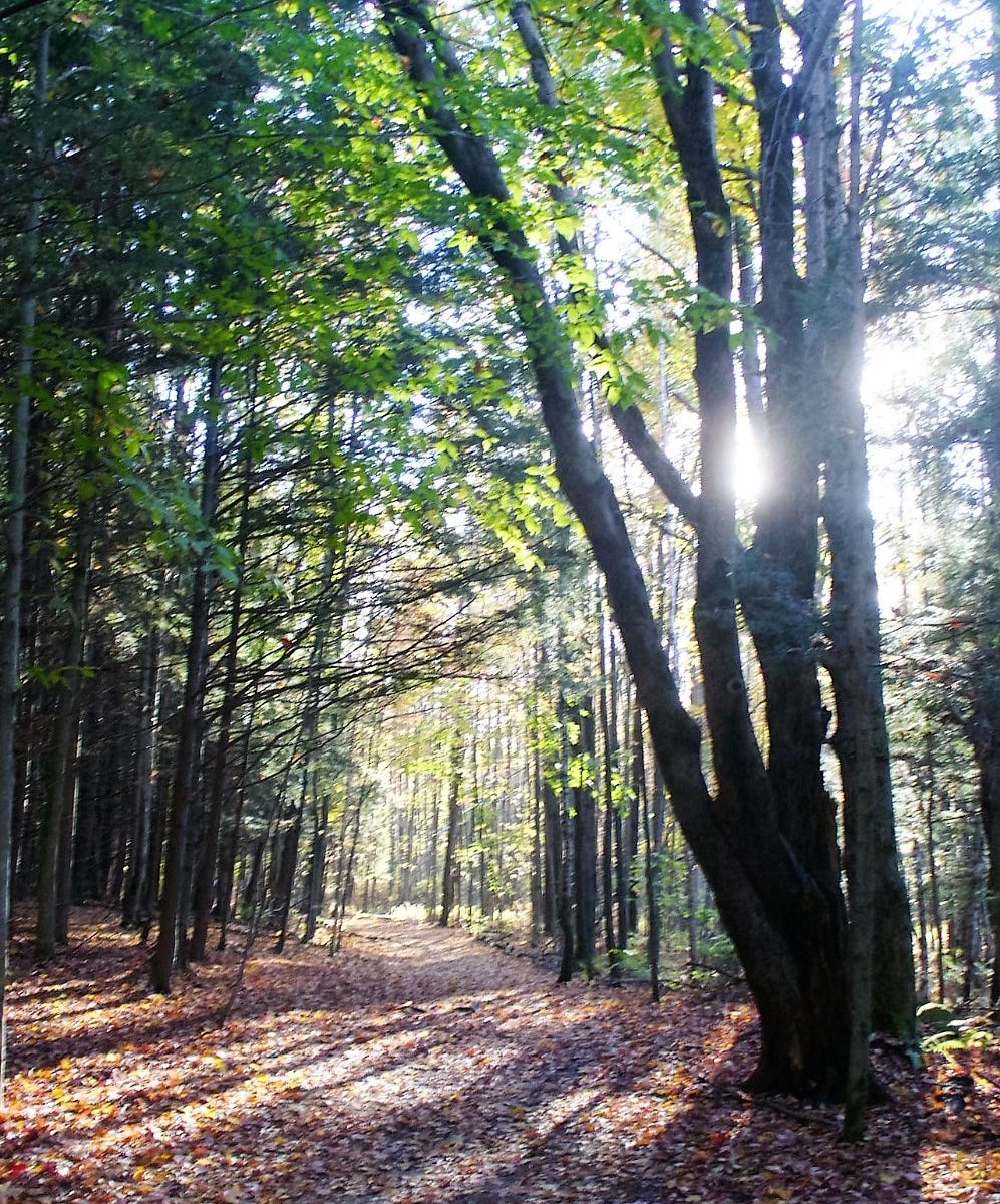 Forest 25. Лес Квебек Канада. Квебекский лес. Квебекский лес дышит.