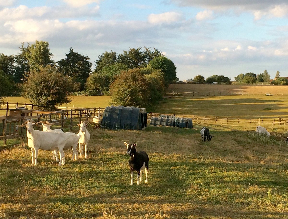 HILLSIDE ANIMAL SANCTUARY (Frettenham) - All You Need to Know BEFORE You Go