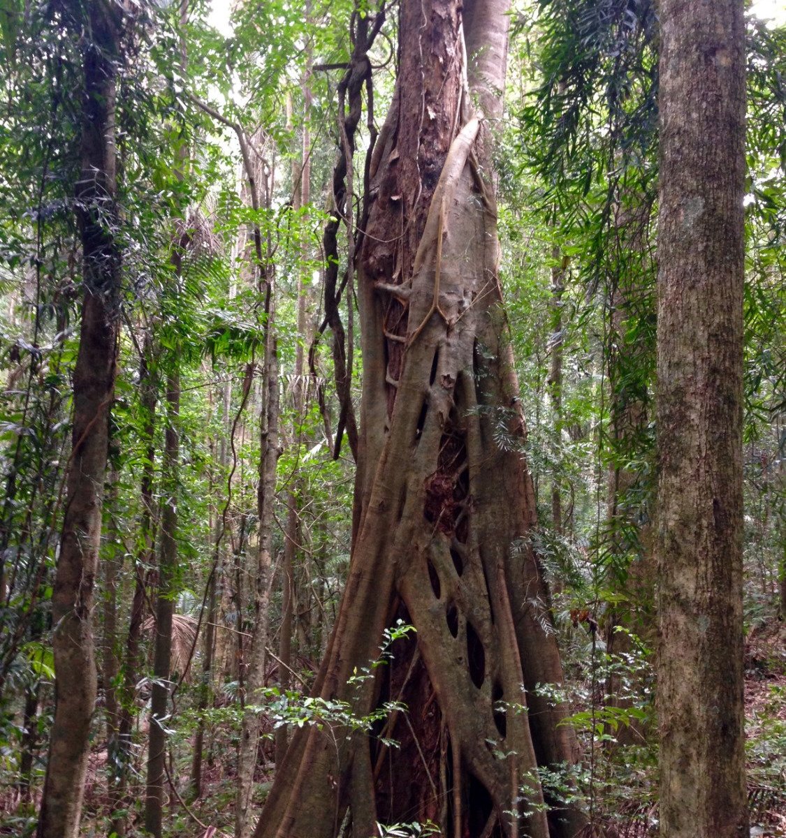 Boombana Mt Nebo Walk (Brisbane): All You Need to Know