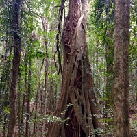 Beautiful Boombana, close to Brisbane with easy walking trails