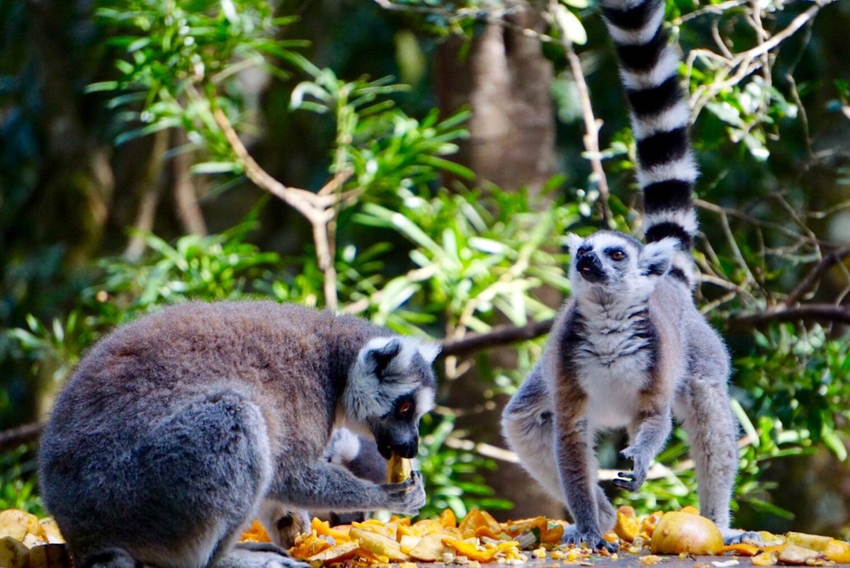 تعليقات حول ‪Monkeyland Primate Sanctuary‬ - كراجز, جنوب أفريقيا -  Tripadvisor