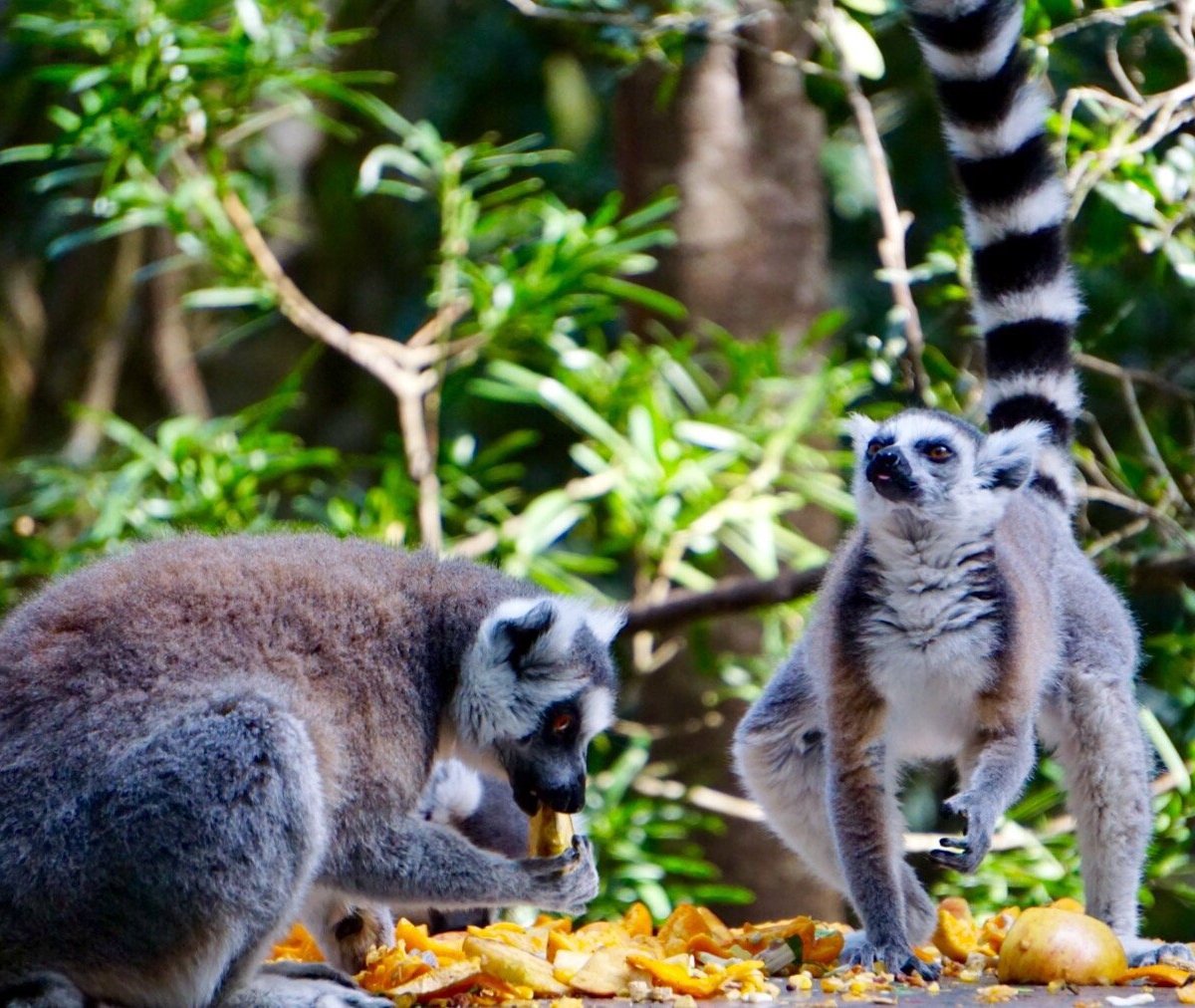 Conheça Antônio, o macaco-prego que faz sucesso em Balneário Camboriú