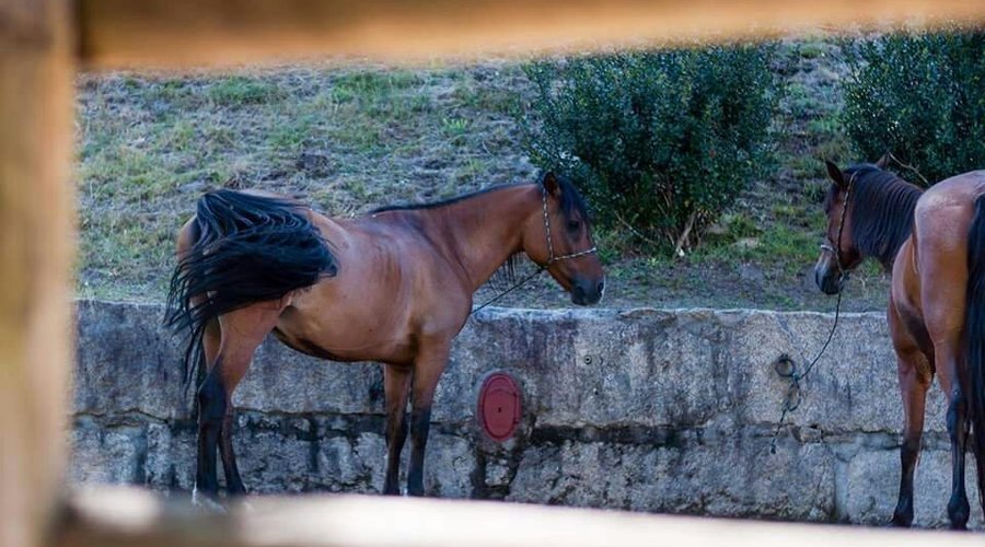 Centro Equestre Mezio Aventura